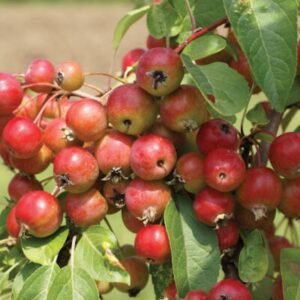 Cooking with Crab Apples